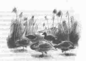 Иллюстрация к книге — Чудаки и зануды [i_015.jpg]