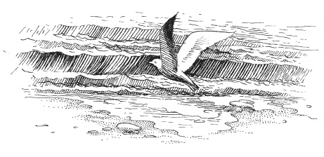 Иллюстрация к книге — Небесные сказки [i_007.jpg]