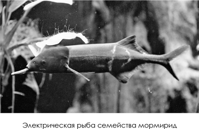 Иллюстрация к книге — НейроЛогика. Чем объясняются странные поступки, которые мы совершаем неожиданно для себя [i_026.jpg]