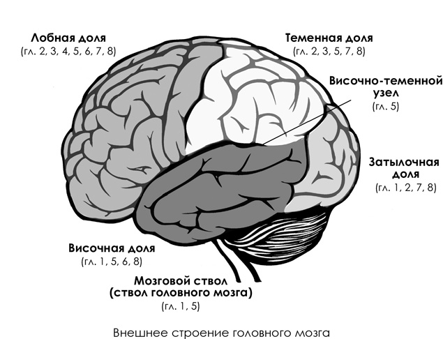 Иллюстрация к книге — НейроЛогика. Чем объясняются странные поступки, которые мы совершаем неожиданно для себя [i_036.jpg]
