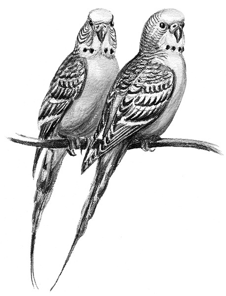 Иллюстрация к книге — Мильтон и Булька [_015.jpg]