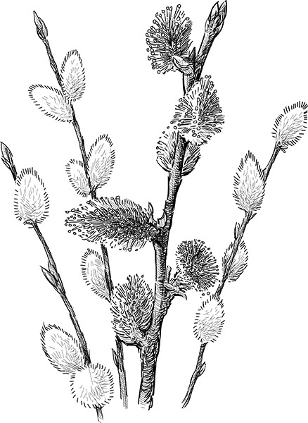 Иллюстрация к книге — Мильтон и Булька [_039.jpg]