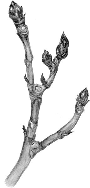 Иллюстрация к книге — Мильтон и Булька [_049.jpg]