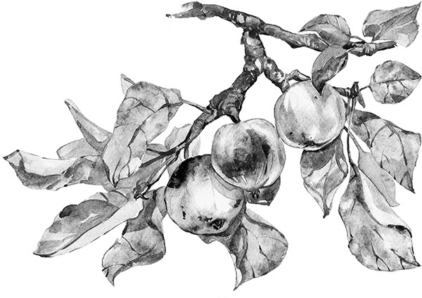 Иллюстрация к книге — Мильтон и Булька [_050.jpg]