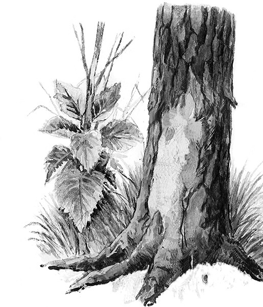 Иллюстрация к книге — Мильтон и Булька [_051.jpg]