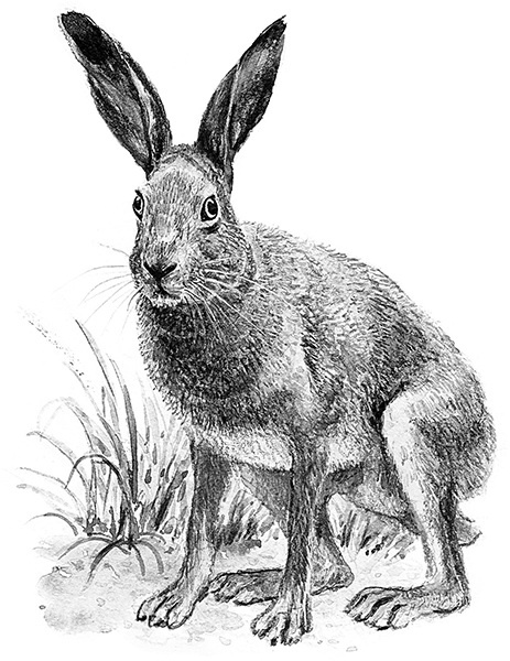 Иллюстрация к книге — Мильтон и Булька [_056.jpg]