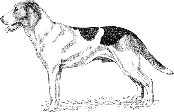 Иллюстрация к книге — Мильтон и Булька [_065.jpg]