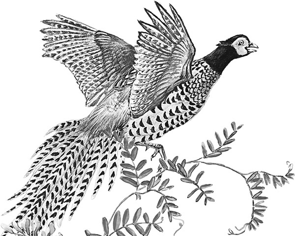 Иллюстрация к книге — Мильтон и Булька [_068.jpg]