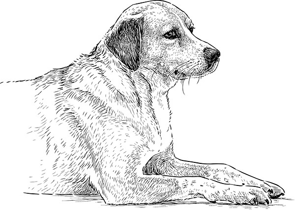 Иллюстрация к книге — Мильтон и Булька [_084.jpg]