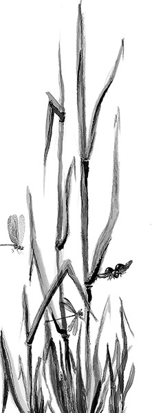 Иллюстрация к книге — Мильтон и Булька [_088.jpg]