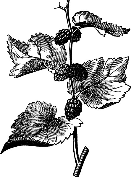 Иллюстрация к книге — Мильтон и Булька [_098.jpg]