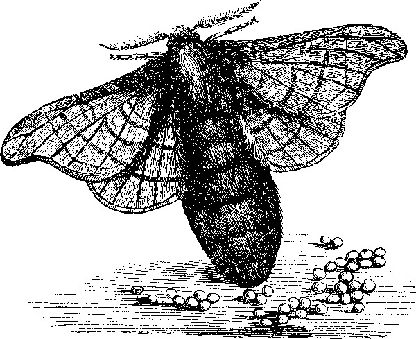 Иллюстрация к книге — Мильтон и Булька [_099.jpg]