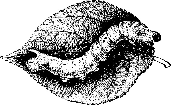 Иллюстрация к книге — Мильтон и Булька [_100.jpg]