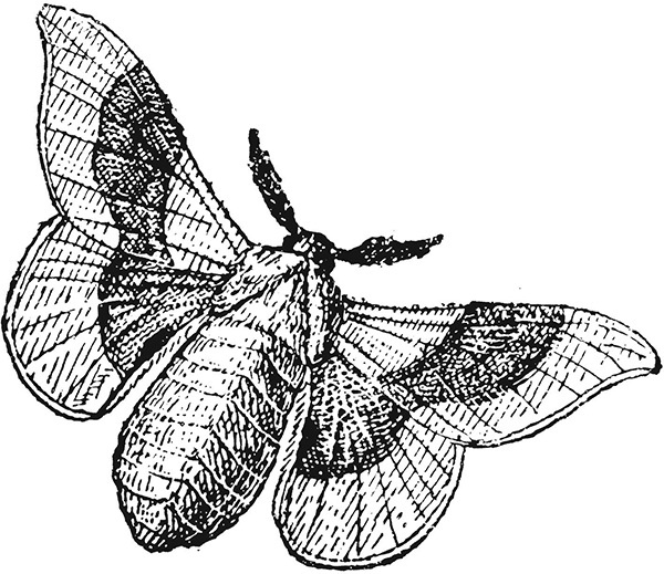 Иллюстрация к книге — Мильтон и Булька [_106.jpg]