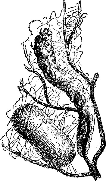 Иллюстрация к книге — Мильтон и Булька [_107.jpg]