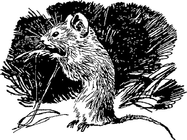 Иллюстрация к книге — Мильтон и Булька [_114.jpg]