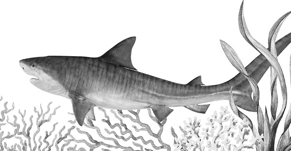 Иллюстрация к книге — Мильтон и Булька [_135.jpg]