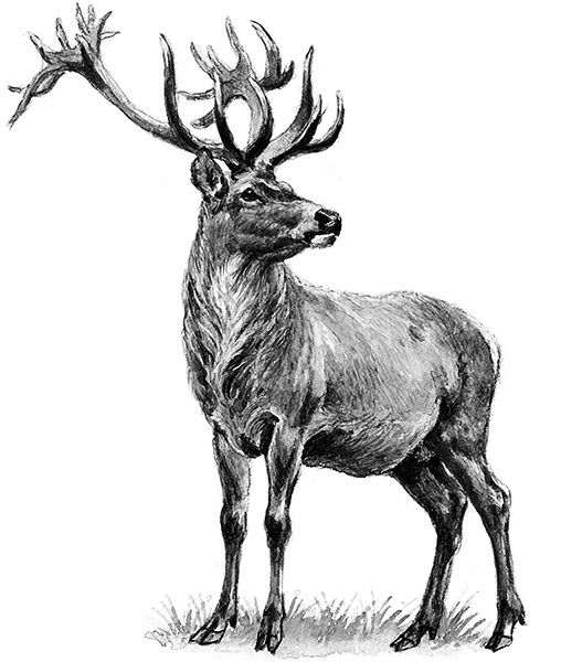 Иллюстрация к книге — Мильтон и Булька [_143.jpg]