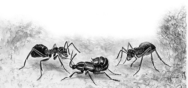 Иллюстрация к книге — Мильтон и Булька [_147.jpg]