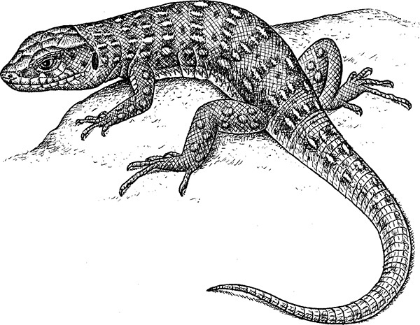 Иллюстрация к книге — Мильтон и Булька [_152.jpg]