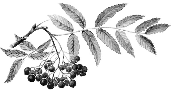 Иллюстрация к книге — Мильтон и Булька [_155.jpg]