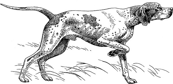 Иллюстрация к книге — Мильтон и Булька [_158.jpg]