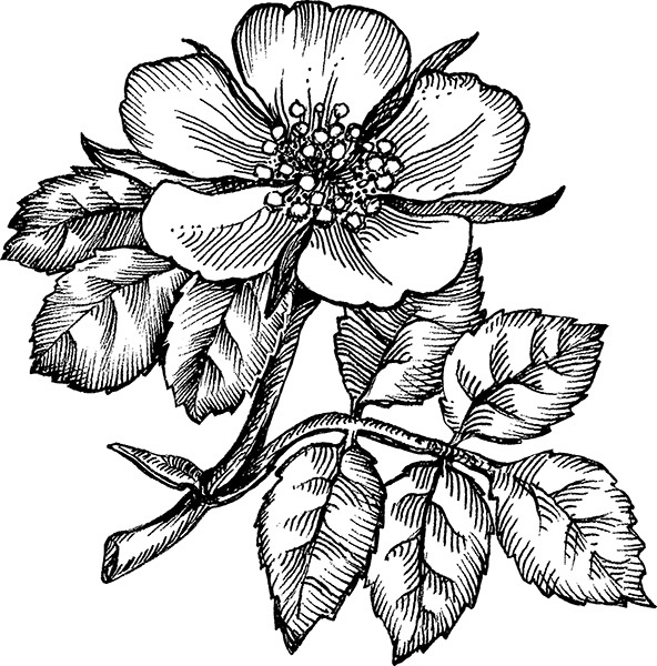 Иллюстрация к книге — Мильтон и Булька [_169.jpg]