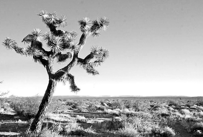 Иллюстрация к книге — Будни Гринго в Америке [i_001.jpg]