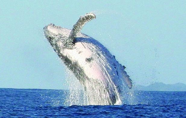 Иллюстрация к книге — 25 любимых специй [_007_2.jpg]