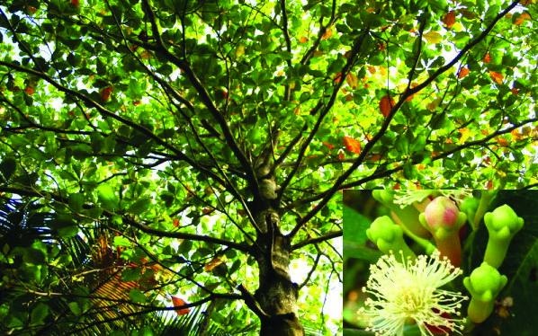 Иллюстрация к книге — 25 любимых специй [_009_2.jpg]