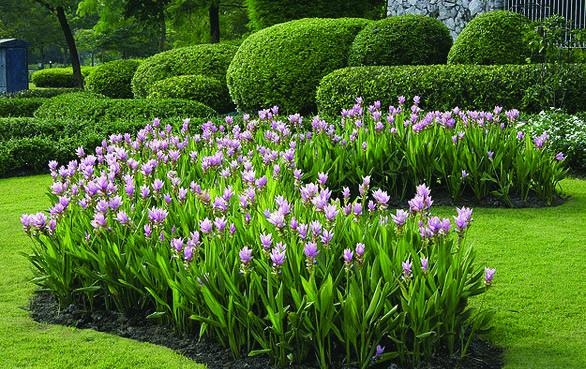 Иллюстрация к книге — 25 любимых специй [_027.jpg]