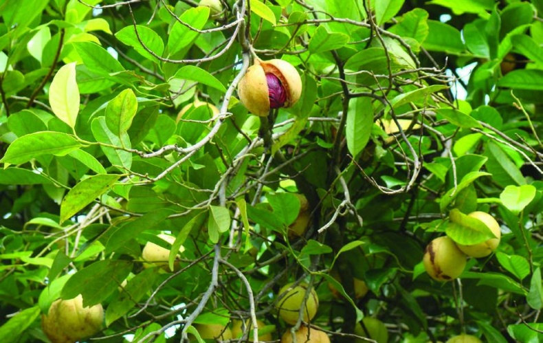 Иллюстрация к книге — 25 любимых специй [_035.jpg]