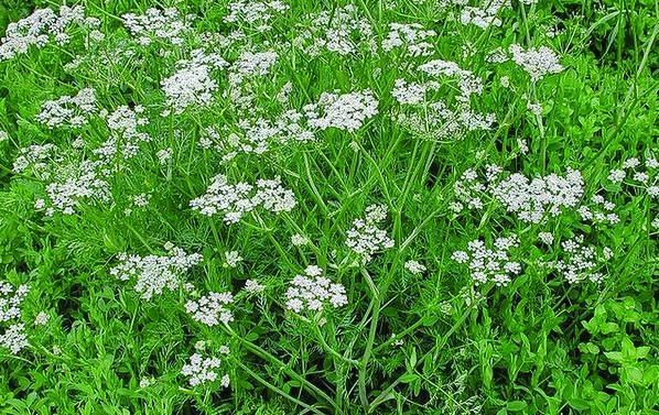 Иллюстрация к книге — 25 любимых специй [_094.jpg]