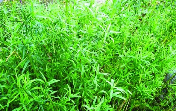 Иллюстрация к книге — 25 любимых специй [_100.jpg]