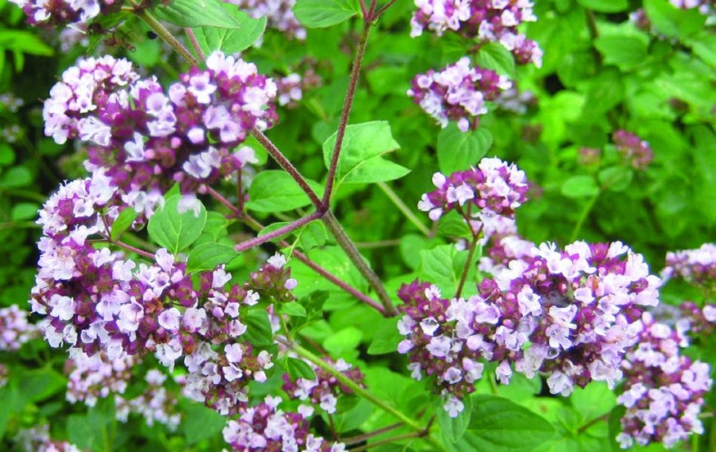 Иллюстрация к книге — 25 любимых специй [_111.jpg]