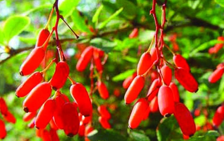 Иллюстрация к книге — 25 любимых специй [_117.jpg]