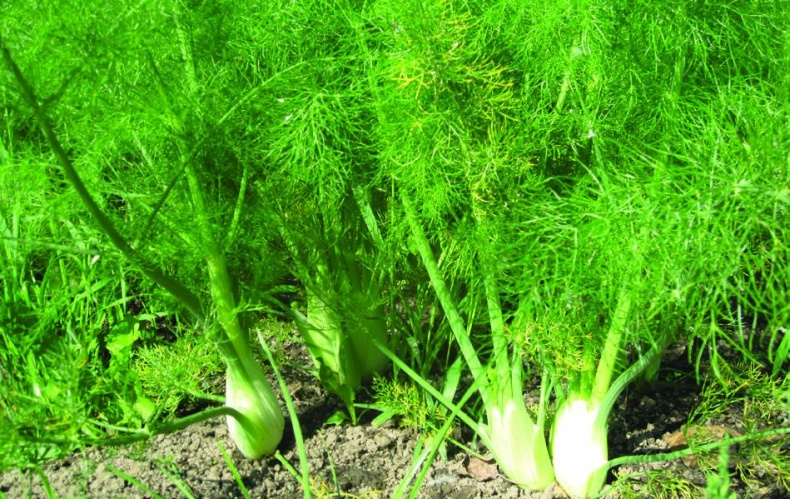 Иллюстрация к книге — 25 любимых специй [_142.jpg]