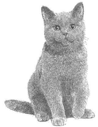 Иллюстрация к книге — Алфи и Джордж [i_002.jpg]