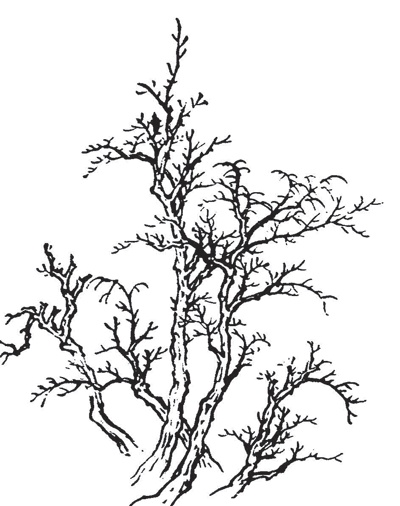 Иллюстрация к книге — Взрослые сказки о Гун-Фу. Часть 3. Мудрость [i_002.jpg]