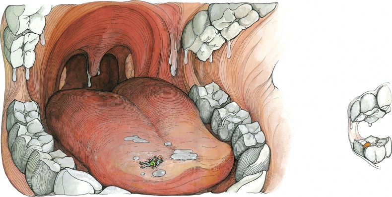 Иллюстрация к книге — Тайны анатомии [i_010.jpg]