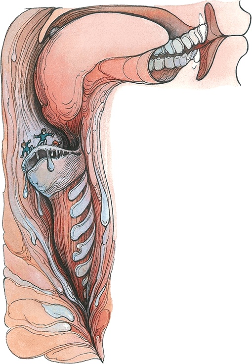 Иллюстрация к книге — Тайны анатомии [i_011.jpg]