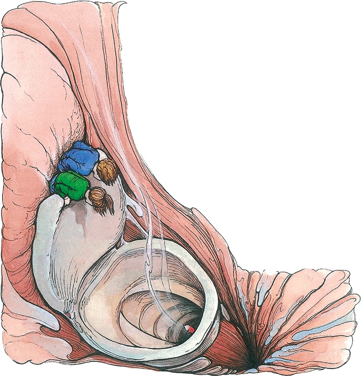 Иллюстрация к книге — Тайны анатомии [i_012.jpg]