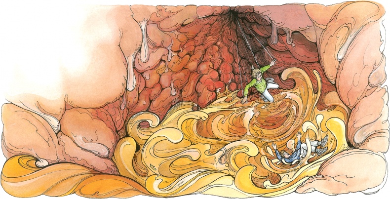 Иллюстрация к книге — Тайны анатомии [i_016.jpg]