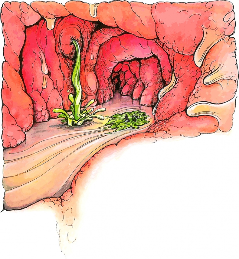 Иллюстрация к книге — Тайны анатомии [i_019.jpg]