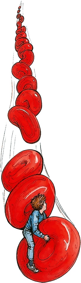 Иллюстрация к книге — Тайны анатомии [i_025.jpg]