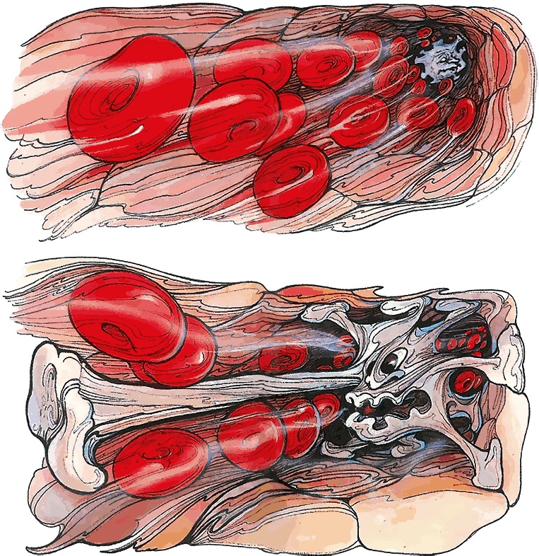Иллюстрация к книге — Тайны анатомии [i_026.jpg]