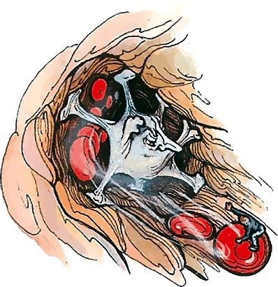 Иллюстрация к книге — Тайны анатомии [i_028.jpg]