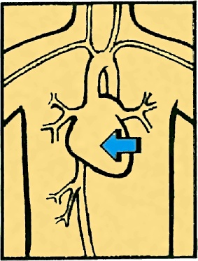 Иллюстрация к книге — Тайны анатомии [i_031.jpg]