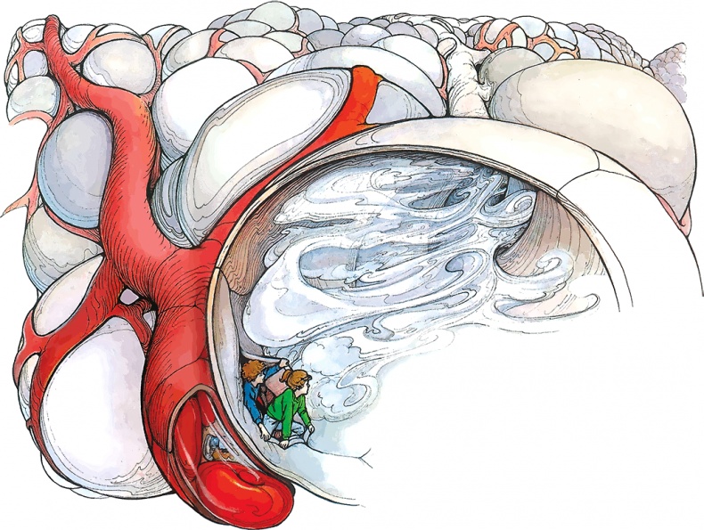 Иллюстрация к книге — Тайны анатомии [i_033.jpg]