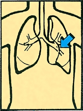 Иллюстрация к книге — Тайны анатомии [i_034.jpg]